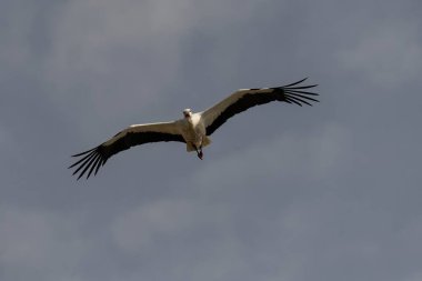 Siyah uçlu kanatlı beyaz bir leylek, açık mavi gökyüzüne doğru zarif bir şekilde süzülür. Uçuşun ortasında etkileyici kanat açıklığı ve canlı kırmızı bacaklarını gösterir..