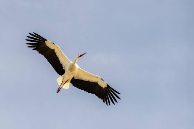 Siyah uçlu kanatlı beyaz bir leylek, açık mavi gökyüzüne doğru zarif bir şekilde süzülür. Uçuşun ortasında etkileyici kanat açıklığı ve canlı kırmızı bacaklarını gösterir..