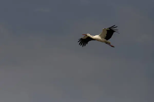 stock image A white stork with black-tipped wings soars gracefully against a clear blue sky, showcasing its impressive wingspan and vibrant red legs in mid-flight.