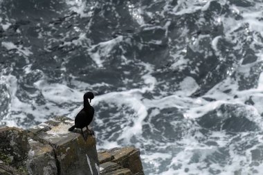 İki karabatak okyanusun kenarındaki kayalık bir çıkıntıya tünemiş, biri kanatlarını açmış, diğeri de tüylerini kabartmış..