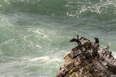İki karabatak okyanusun kenarındaki kayalık bir çıkıntıya tünemiş, biri kanatlarını açmış, diğeri de tüylerini kabartmış..