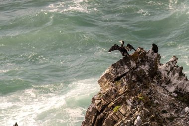 İki karabatak okyanusun kenarındaki kayalık bir çıkıntıya tünemiş, biri kanatlarını açmış, diğeri de tüylerini kabartmış..