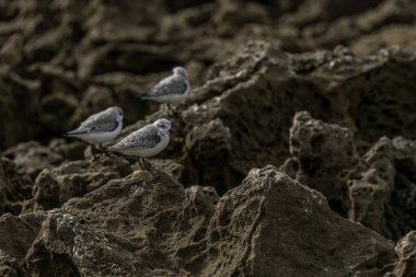 Close-up of two sanderlings perched on a rocky shoreline, with blurred ocean waves in the background on a cloudy day. clipart