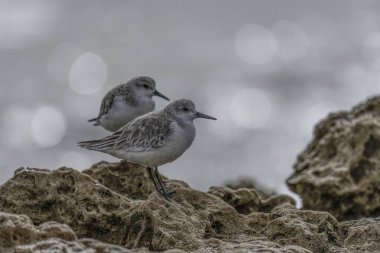 Close-up of two sanderlings perched on a rocky shoreline, with blurred ocean waves in the background on a cloudy day. clipart