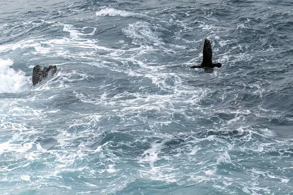 stock image A solitary cormorant in flight over the open ocean, wings outstretched against the blue, wavy water surface