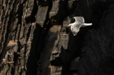 Bir martı kanatlarını açarak zarif bir şekilde uçar, dramatik kayalık arka planda kalır, doğal güzelliğin bir anını yakalar..