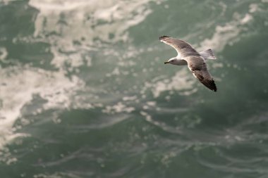 Bir martı zarif bir şekilde dalgalı, çalkantılı okyanus dalgalarının üzerinde süzülür, özgürlüğün ve doğanın gücünü yakalar..