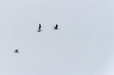 Uçan martılar üçlüsü, açık beyaz gökyüzüne karşı yakalanmış, kuş hareketinin zarafetini ve özgürlüğünü vurguluyor..