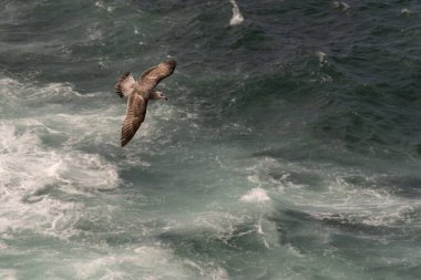 Bir martı zarif bir şekilde dalgalı, çalkantılı okyanus dalgalarının üzerinde süzülür, özgürlüğün ve doğanın gücünü yakalar..