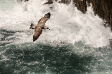 Bir martı zarif bir şekilde dalgalı, çalkantılı okyanus dalgalarının üzerinde süzülür, özgürlüğün ve doğanın gücünü yakalar..