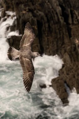 Bir martı zarif bir şekilde dalgalı, çalkantılı okyanus dalgalarının üzerinde süzülür, özgürlüğün ve doğanın gücünü yakalar..