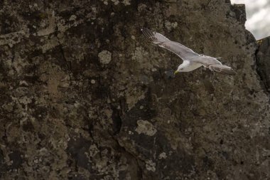 Bir martı kanatlarını açarak zarif bir şekilde uçar, dramatik kayalık arka planda kalır, doğal güzelliğin bir anını yakalar..