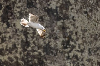 Bir martı kanatlarını açarak zarif bir şekilde uçar, dramatik kayalık arka planda kalır, doğal güzelliğin bir anını yakalar..