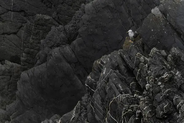 stock image Several seagulls perched on rugged rocky cliffs, with one in flight over the turbulent ocean waves below, showcasing coastal wildlife.