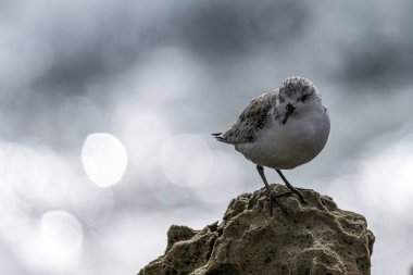 Deniz kenarındaki bir kayanın üzerinde duran kumsalın yakın çekim görüntüsü. Arka plandaki okyanus dalgalarından gelen bulanık bokeh etkisi..