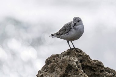 Close-up of a sanderling standing on a rock by the sea, with a blurred bokeh effect from the ocean waves in the background. clipart