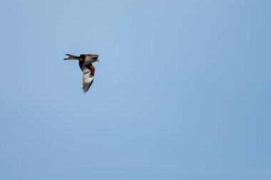 Görkemli bir kırmızı uçurtma mavi gökyüzünde zarif bir şekilde süzülür çarpıcı tüylerini ve etkileyici kanat açıklığını gösterir..