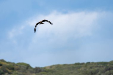 Görkemli bir kırmızı uçurtma mavi gökyüzünde zarif bir şekilde süzülür çarpıcı tüylerini ve etkileyici kanat açıklığını gösterir..