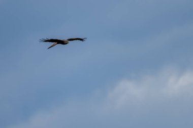 Görkemli bir kırmızı uçurtma mavi gökyüzünde zarif bir şekilde süzülür çarpıcı tüylerini ve etkileyici kanat açıklığını gösterir..