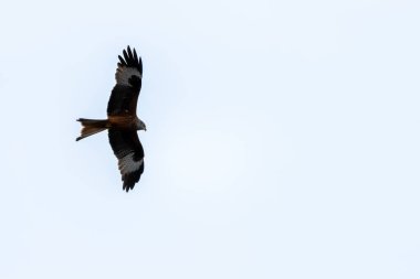 Görkemli bir kırmızı uçurtma mavi gökyüzünde zarif bir şekilde süzülür çarpıcı tüylerini ve etkileyici kanat açıklığını gösterir..