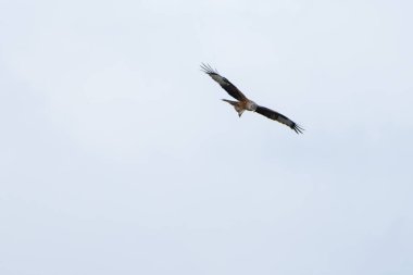 Görkemli bir kırmızı uçurtma mavi gökyüzünde zarif bir şekilde süzülür çarpıcı tüylerini ve etkileyici kanat açıklığını gösterir..