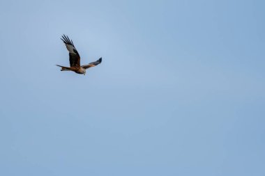 Görkemli bir kırmızı uçurtma mavi gökyüzünde zarif bir şekilde süzülür çarpıcı tüylerini ve etkileyici kanat açıklığını gösterir..