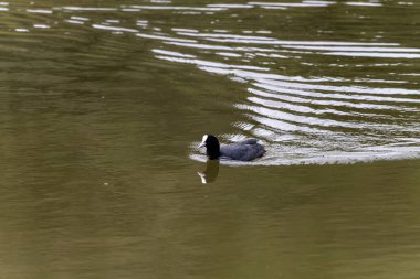 Yaygın bir yaban ördeği suyun üzerinde sorunsuzca süzülür, siyah tüyleri ve belirgin beyaz gagası sakin, yansıtıcı yüzeyine karşı çarpıcı bir kontrastlık yaratır..