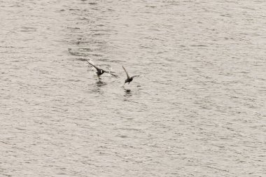 Yaygın bir yaban ördeği suyun üzerinde sorunsuzca süzülür, siyah tüyleri ve belirgin beyaz gagası sakin, yansıtıcı yüzeyine karşı çarpıcı bir kontrastlık yaratır..