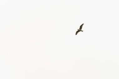 Yalnız bir martı, açık, soluk bir gökyüzüne karşı zarafetle süzülür. Kanatları havada zahmetsizce süzülürken genişçe açılır..