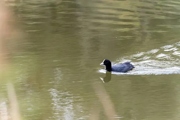 stock image A common coot glides smoothly across the water, its black plumage and distinctive white beak creating a striking contrast against the calm, reflective surface.