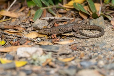 A Lilford's wall lizard blends into its natural surroundings, resting on a leaf-littered ground. The lizard's detailed scales and earthy tones highlight its camouflage abilities. clipart