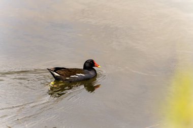 A common moorhen glides smoothly across the calm water, its distinctive red and yellow beak and dark plumage reflecting in the serene surface. clipart