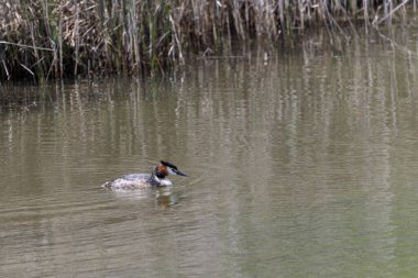Büyük bir ibikli yağ, sakin su üzerinde sorunsuzca süzülür, çarpıcı tüyleri ve belirgin baş ibiği huzur ortamında açıkça görülebilir..