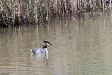 Büyük bir ibikli yağ, sakin su üzerinde sorunsuzca süzülür, çarpıcı tüyleri ve belirgin baş ibiği huzur ortamında açıkça görülebilir..