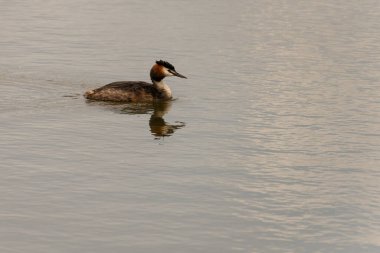 Büyük bir ibikli yağ, sakin su üzerinde sorunsuzca süzülür, çarpıcı tüyleri ve belirgin baş ibiği huzur ortamında açıkça görülebilir..