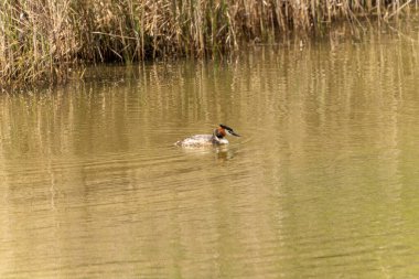 Büyük bir ibikli yağ, sakin su üzerinde sorunsuzca süzülür, çarpıcı tüyleri ve belirgin baş ibiği huzur ortamında açıkça görülebilir..