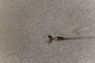 Büyük bir ibikli yağ, sakin su üzerinde sorunsuzca süzülür, çarpıcı tüyleri ve belirgin baş ibiği huzur ortamında açıkça görülebilir..