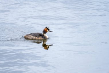Büyük bir ibikli yağ, sakin su üzerinde sorunsuzca süzülür, çarpıcı tüyleri ve belirgin baş ibiği huzur ortamında açıkça görülebilir..