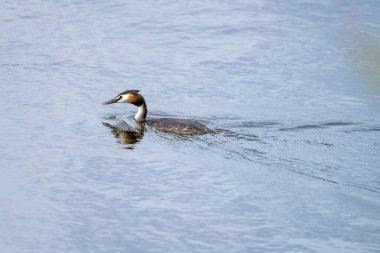 Büyük bir ibikli yağ, sakin su üzerinde sorunsuzca süzülür, çarpıcı tüyleri ve belirgin baş ibiği huzur ortamında açıkça görülebilir..