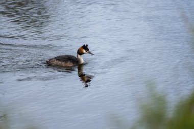 Büyük bir ibikli yağ, sakin su üzerinde sorunsuzca süzülür, çarpıcı tüyleri ve belirgin baş ibiği huzur ortamında açıkça görülebilir..