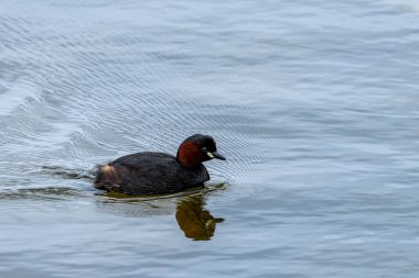 A little grebe Tachybaptus ruficollis gliding gracefully on the water, its reflection visible in the calm surface. The birds distinctive reddish-brown neck and dark plumage are highlighted. clipart