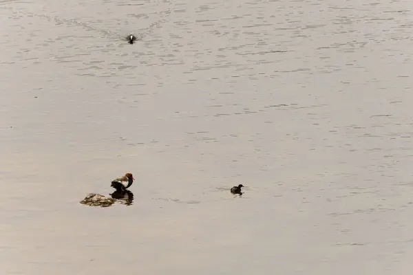 stock image A red-crested pochard with its distinctive red beak and chestnut head floats serenely on the calm water, creating a peaceful scene in its natural habitat.