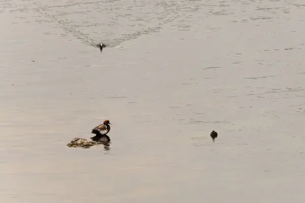 stock image A red-crested pochard with its distinctive red beak and chestnut head floats serenely on the calm water, creating a peaceful scene in its natural habitat.