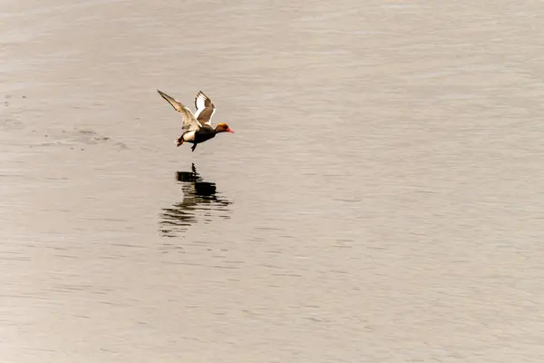 stock image A red-crested pochard lifts off from the water, its wings extended and feet barely touching the surface, creating a dynamic and graceful moment in flight.