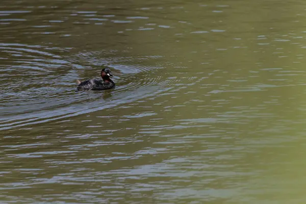 stock image A little grebe Tachybaptus ruficollis gliding gracefully on the water, its reflection visible in the calm surface. The birds distinctive reddish-brown neck and dark plumage are highlighted.