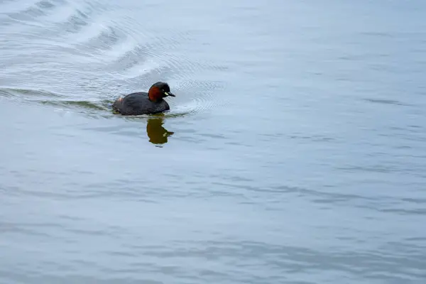 stock image A little grebe Tachybaptus ruficollis gliding gracefully on the water, its reflection visible in the calm surface. The birds distinctive reddish-brown neck and dark plumage are highlighted.