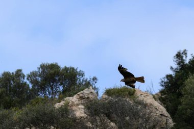 Görkemli kırmızı bir uçurtma mavi gökyüzüne doğru zarif bir şekilde süzülüyor. Doğa ve vahşi yaşam teması için ideal. Uçuşta yırtıcı kuşları sergiliyor..