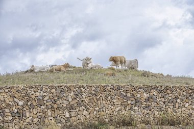 Bir grup inek, Menorca 'da bir tepede dinleniyor ve otluyor. Önünde taş bir duvar ve yukarıda bulutlu bir gökyüzü var. Sahne, kırsal yaşamı ve adanın doğal manzarasını ön plana çıkarıyor..