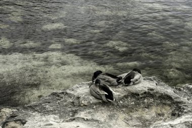Cala Santandria, Menorca 'nın kayalık sahillerinde dinlenen üç ördek. Temiz sular su altındaki kayaları ortaya çıkararak huzurlu ve doğal bir manzara yaratıyor..