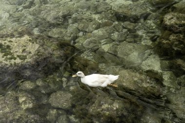 Bir ördek, Cala Santandria, Menorca 'nın açık ve sığ sularında yüzerek kayalık sualtı manzarasını ortaya çıkarır. Doğada huzurlu bir an..